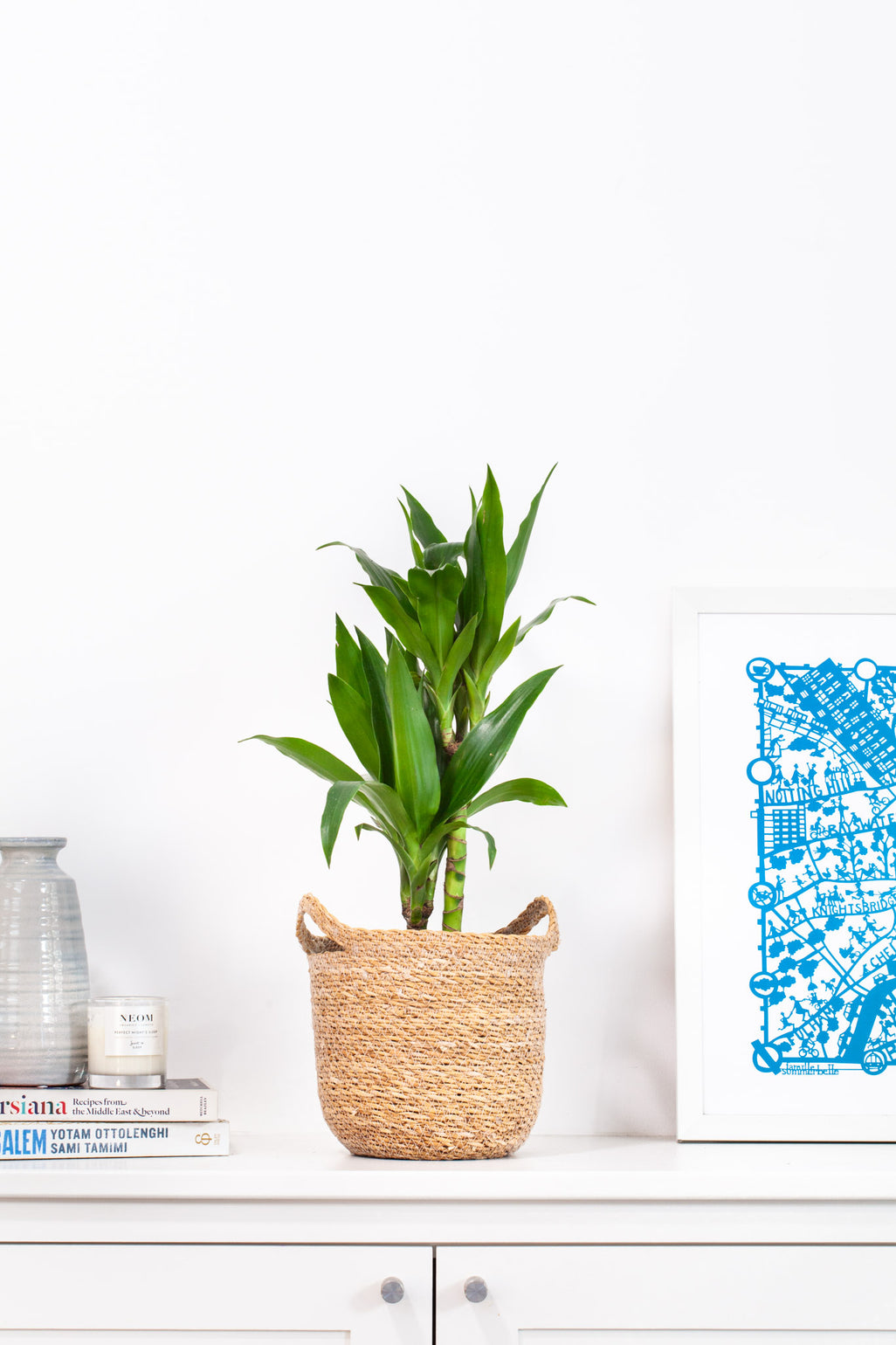 files/IndoorPlants-JamieShots16.11.2023-080.jpg